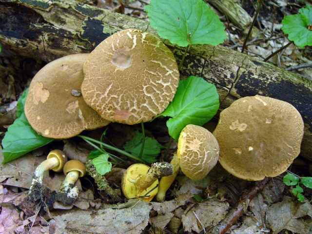 Мицелий Моховика пестрого / Боровик пастбищный (Xerocomus chrysenteron)